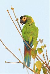 Yellow-collared Macaw